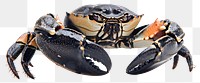 PNG Black crab on white background