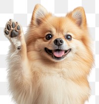 PNG Pomeranian dog smile and waving its paw pet animal friendly.