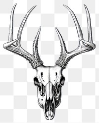 PNG Intricate deer skull illustration