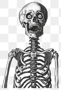 PNG Detailed anatomical skeleton illustration