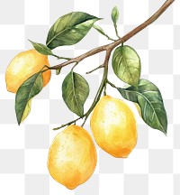 PNG Lemon tree branch lemons watercolor fruit.