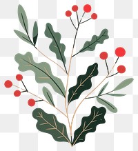 PNG Christmas holly leaves leaf illustration plant.