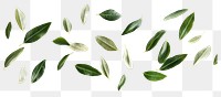 PNG Olive leaf leaves background natural.