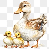 PNG  Duck with 3 baby ducks illustration watercolor animals.