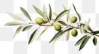 PNG Olive branch plant leaf tree.