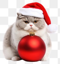 PNG A chubby cat christmas mammal animal. 