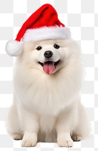 PNG Fluffy chubby dog christmas mammal animal. 