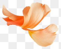 PNG Flying petal petals minimalist floating.