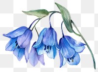 PNG Elegant watercolor blue flowers