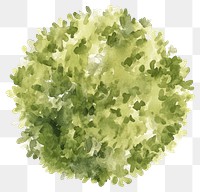 PNG Green tree illustration watercolor texture.