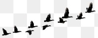 PNG Birds flying silhouette background waterfowl migration.