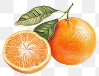 PNG Tangerine with leaf illustration produce orange.