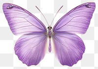 PNG Soft violet butterfly insect invertebrate illustration.