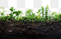 PNG  Soil life gardening nature plants.