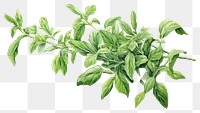 PNG  Arabian herbs plant leaf white background. 