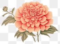 Ukiyo-e art print style pink flower blossom dahlia plant.