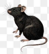 PNG Halloween rat detailed animal rodent.