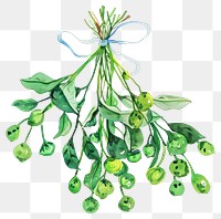 PNG A mistletoe art illustration watercolor.