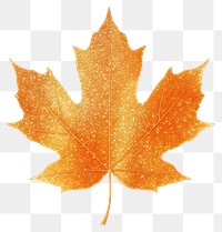 PNG Orange maple leaf icon plant shape tree.