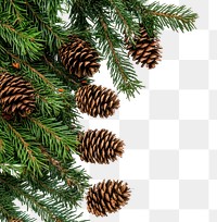 Christmas tree branches with pine cones border conifer spruce animal.