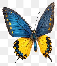 PNG A flying blue yellow butterfly photography background insect.