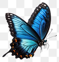 PNG A flying blue butterfly photography insect invertebrate.