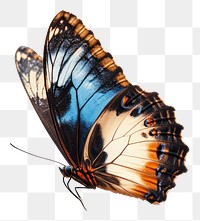 PNG A flying blue butterfly photography insect invertebrate.