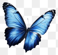 PNG A flying blue butterfly photography insect invertebrate.