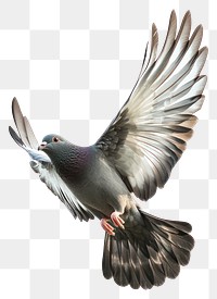 PNG A flying dove bird photography pigeon wildlife.