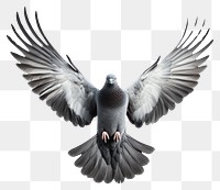 PNG A flying dove bird pigeon wildlife majestic.