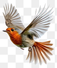 PNG A flying red robin bird photography background white.