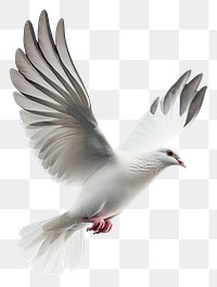 PNG A flying white dove bird photography graceful elegant.