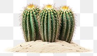 PNG Three different cactus on a sand cacti photography background.