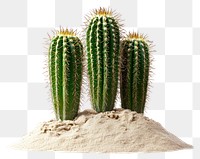 PNG Three cactus on a sand cacti photography plants.