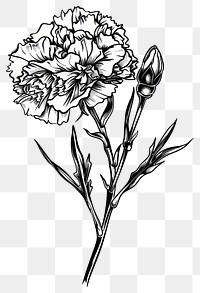 PNG Detailed black and white carnation