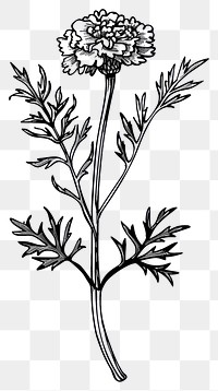 PNG Detailed black and white marigold