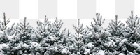 Pine trees and snow vegetation outdoors woodland.