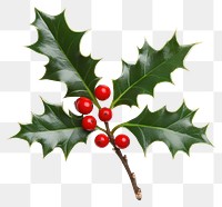 PNG Christmas holly with red berries christmas leaves plant.