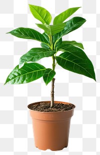 Plant in home leaf tree potted plant.