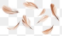 PNG Real feathers floating pattern natural.