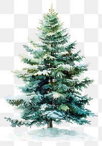 PNG Watercolor evergreen tree illustration