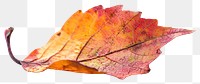 Vibrant autumn leaf isolated closeup