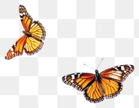 Butterflies butterfly animal insect.