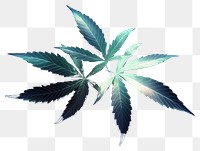 PNG Cannabis background leaves black.