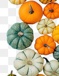 PNG Colorful pumpkins and small decorative gourds background decoration colorful.