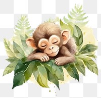 PNG  Watercolor monkey sleeping animal wildlife cartoon.