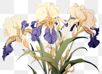 PNG  White iris vintage flower plant art white background.