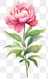 PNG  Watercolor peony flower blossom plant rose.