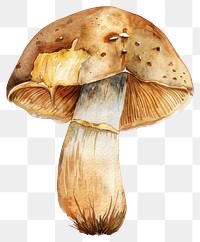 PNG Watercolor illustration of mushroom fungus fungi botanical.