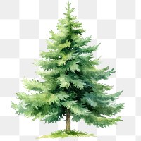 PNG  Green Spruce tree illustration watercolor pine.